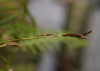 Finger-Segge (Carex digitata L.) - © Emanuel Trummer